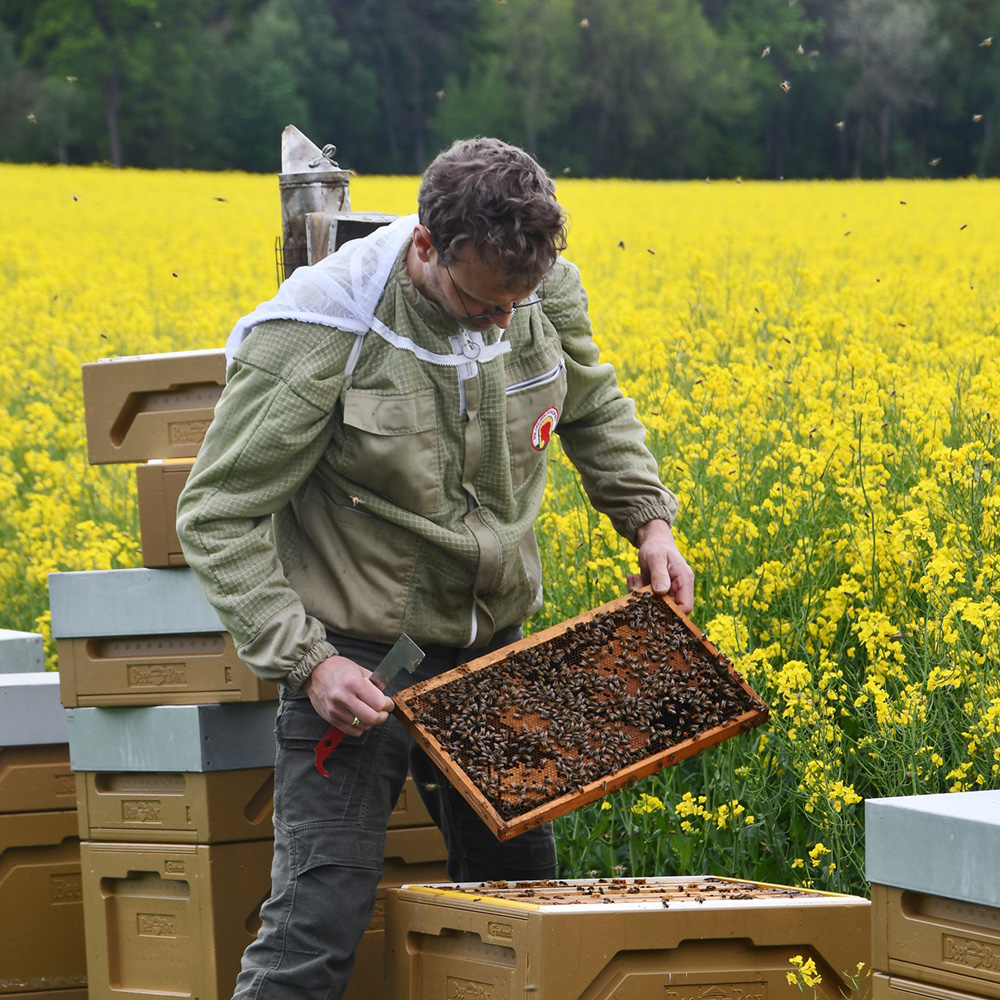 Nach dem Aufstellen prüfen wir den Zustand der Bienenstöcke